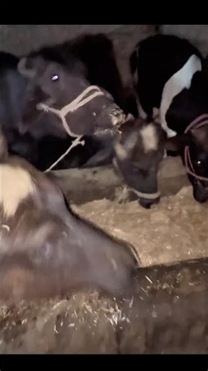 buffalo feeding 🤩cinimini zoo #shorts #viralvideo #shortvideo
