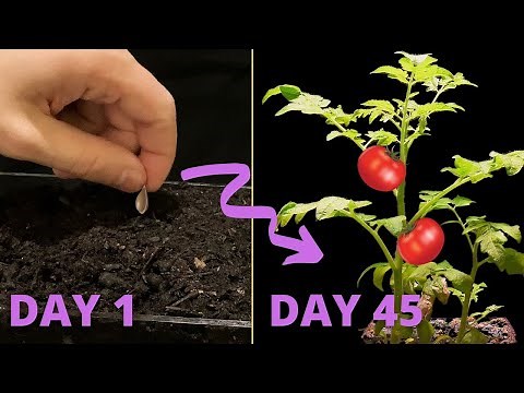 Growing TOMATO From Seed Time Lapse