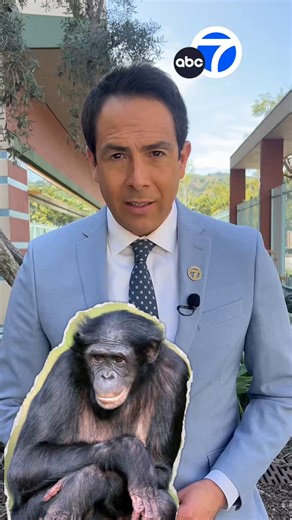 Did disruptive behavior trigger this bonobo at the Memphis Zoo? | ABC7