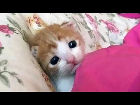 FUNNY CATS MEMES COMPILATION V37