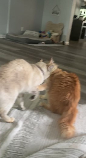 Funny Cat RKO Moments in WWE