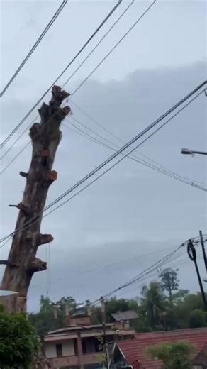 Batang pohon randu alas #pohonbesar #penebanganpohon #viral