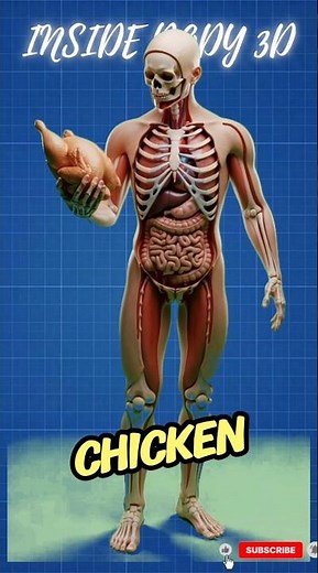Chicken Digestion Explained: What Really Happens Inside Your Body After Eating Chicken