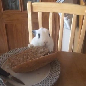 3M views · 40K reactions | Rabbits can go from domesticated pets to wreaking havoc in a matter of seconds  | LADbible | Facebook