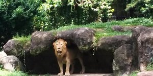 Melihat singa dan cheetah selemparan batu di Singapore Zoo | merdeka.com
