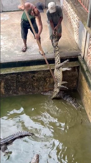 He demonstrates how to safely capture a crocodile