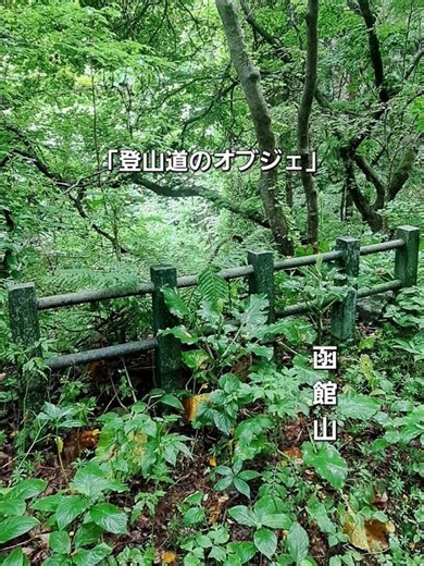 「函館山登山道」#函館 #函館山 #登山 #景色 #風景 #函館観光 #函館旅行