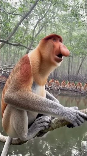 The proboscis monkey impresses its rivals with its nose