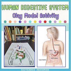 The Digestive System Middle & High School Hands-on Activity