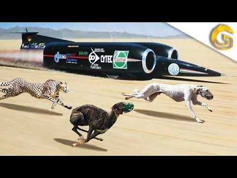 The fastest dogs in the world! *70 km/h*