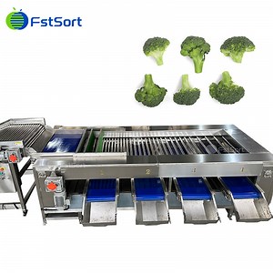 [Hot Item] Advanced Broccoli Sorting Equipment for Fast and Accurate Size Grading Vegetable Washing Sizing Line