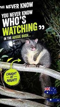 A Surprise Night Visitor in the Australian Bush! #possum