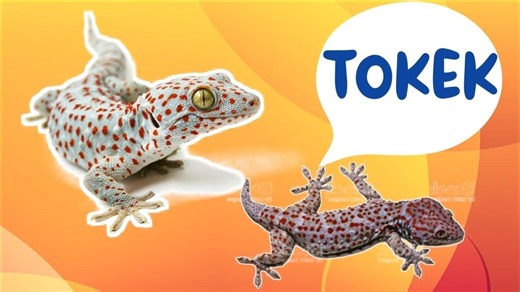 Suara tokek dan mengenal hewan tokek