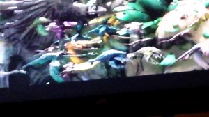 How to train your dragon 2 toothless is alpha