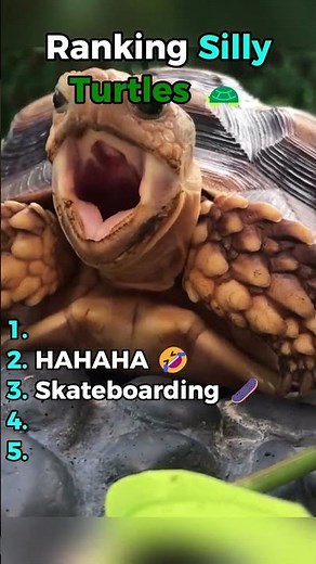 Ranking the Funniest Turtle Moments 🐢🤣 #shorts | Silly Turtle Compilation #funny