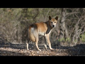 Hunting Dogs, Australian Wild dogs.