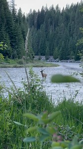 Lolo Pass is one of those iconic pieces of the American West…raw, wild, and steeped in both history and habitat. Surrounded by vast stretches of public land, it’s a haven for elk, mule deer, black bears and outdoor enthusiasts. @bray_coon captured this bull elk crossing the Clearwater River, once traveled by Lewis & Clark and the Nez Perce. A reminder of what’s wild, free, and worth protecting. #ElkCountry #ClearwaterRiver #LoloPass #PublicLandOwner #KeepltPublic #SlayerCalls #MKC #HuntTheWest #