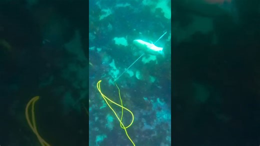 Giant cod sniped 🎯🎯 #spearfishing #fishing