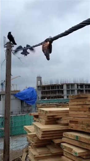 How Two Clever Crows Stopped a Fire Before It Began