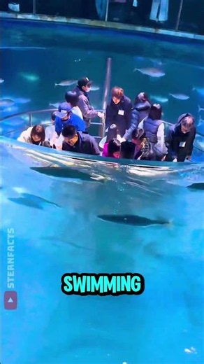 Why Tuna Can Never Stop Swimming 🐟😱