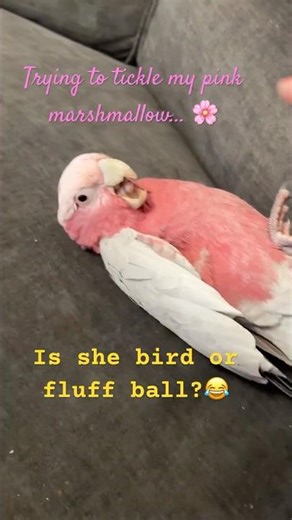 Do Galahs actually like tickles? 🤔