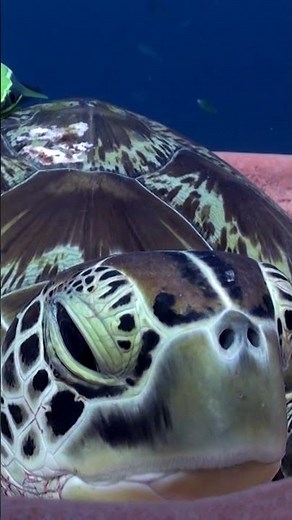 Adorable Sea Turtle Naps in Sponge!