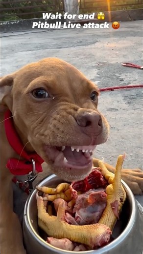 Attack kardia isna 😩 MOST AGRESSIVE BREED WHIC I SAW 🤬 #pitbull #pets #animals