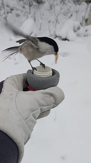 JAUHOTOUKKIA, NAM, NAM! MEALWORMS, YUM, YUM! Hömötiainen The Willow tit 📱Video clip: ©Pekka Väisänen 11/25 | Pekka Väisänen Pohjoisen Luontokuvia
