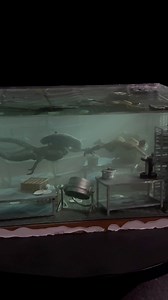 33K views · 809 reactions | There are 2 unique new dioramas in process right now and we give 20% pre-order discount! Just drop us a line in DM. #aliens | minibricks.co | Facebook