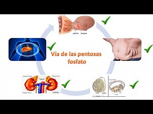 Vía de las Pentosas Fosfato
