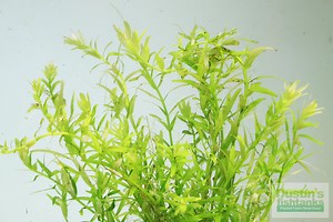 Rotala Rotundifolia Green Plant
