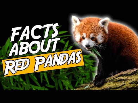 Top 10 Facts About Red Pandas You Didn't Know