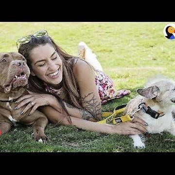 Woman Keeps Saving Senior Dogs Because They Deserve Love Too | The Dodo