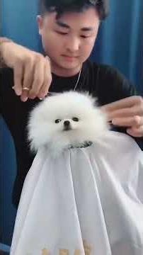 #CutePet #CutePets #Pets #Puppies