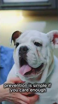 Common respiratory diseases in dogs