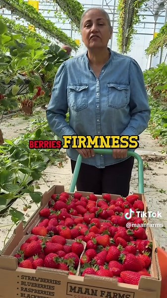 Fresh Greenhouse Strawberries Available Now at Maan Farms