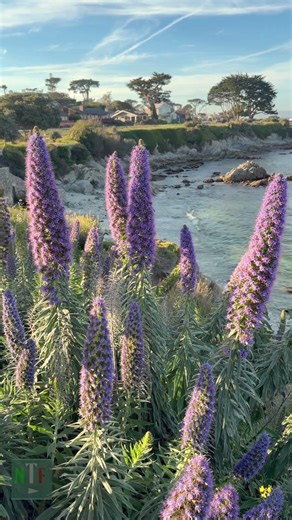 Spring time in Monterey, CA #naturetherapyfilms