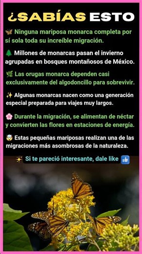 LA INCREÍBLE MIGRACIÓN DE LA MARIPOSA MONARCA 🦋😱 ¿SABÍAS ESTO?