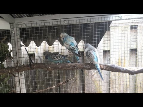 Mixed bird aviary 🦜🐦🐣🐥#budgies #canaries #goldfish #zebrafinch #diamonddove #budgie