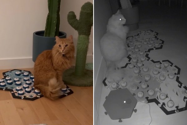 Horror As Cat Uses Pet Buttons To Tell Mom There’s a ‘Stranger’ at Window