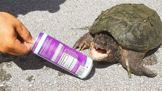This snapping turtle crushes a soda can like paper