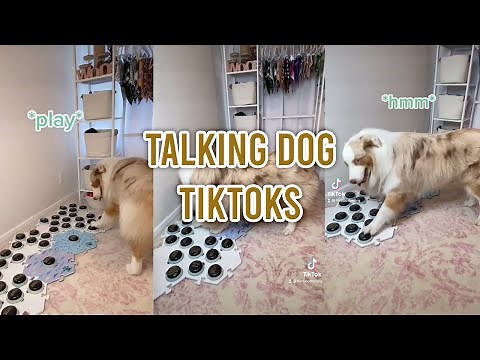 DOG TALKS TO OWNER USING BUTTONS | Talking dog Tiktok compilation