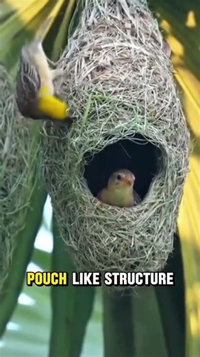 Solitary vs Social Weaver Birds| Two Amazing Nesting Styles Explained! #weaverbirds #nesting