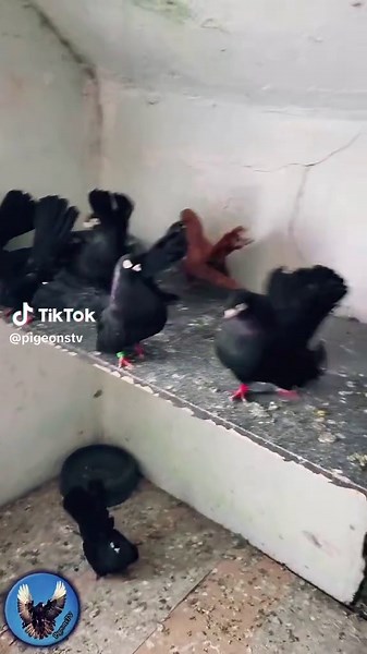 Exploring the Beauty of Russian Fantail Roller Pigeons