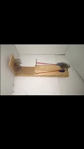 Mouse Trap in Action - 🪤 🐀