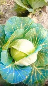 HAL chalaye tune tune fasal ugai