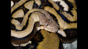 Fluffy, World's Longest Snake, Dies At Columbus Zoo