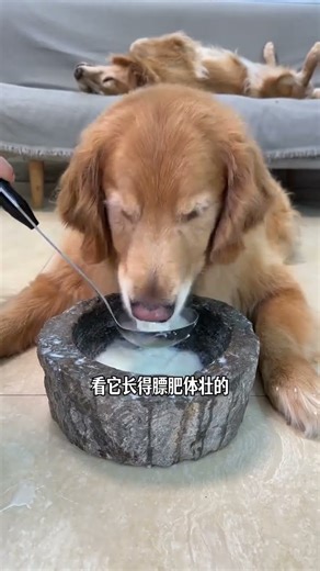 There are so many benefits to dogs drinking goat milk regularly. It can even increase water intake