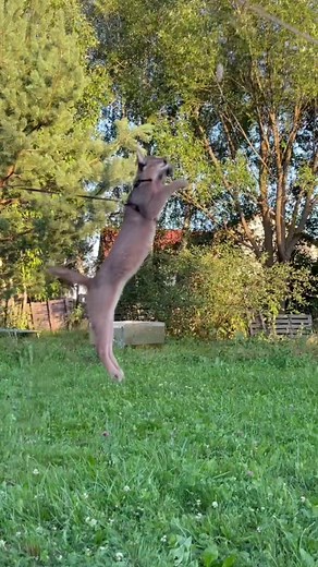 Amazing Olympic Jump by Caracal Wildcat