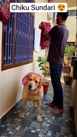 Sundari chiku 😍 || labra chiku || #shorts #youtubeshorts #labrador #dog #funny #memes #trending